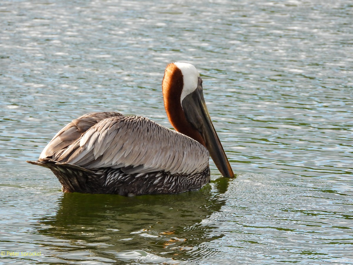 Brown Pelican - ML646396671