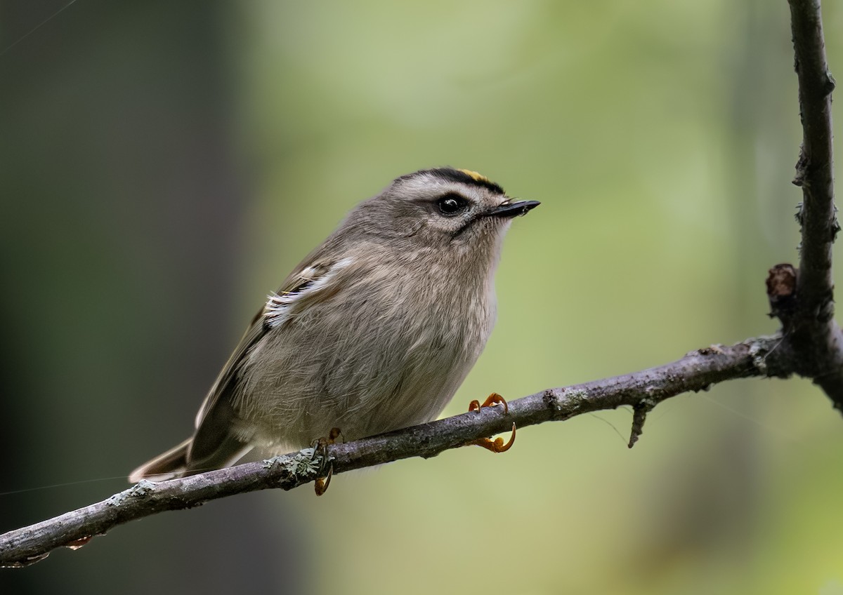 Erregetxo amerikarra - ML646396673