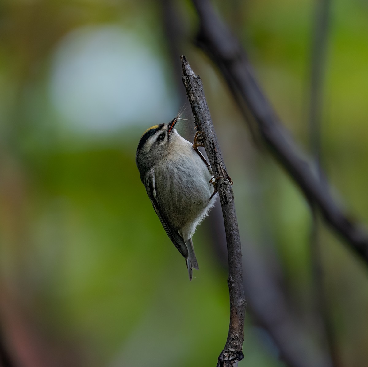 Erregetxo amerikarra - ML646396674