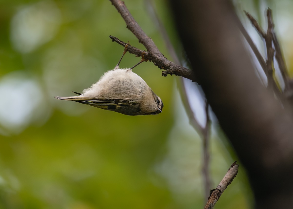 Erregetxo amerikarra - ML646396675