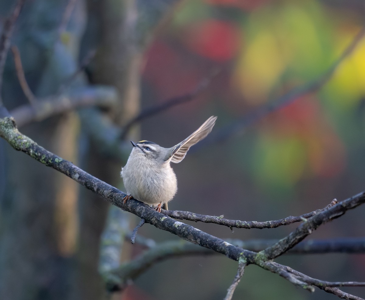 Erregetxo amerikarra - ML646396676