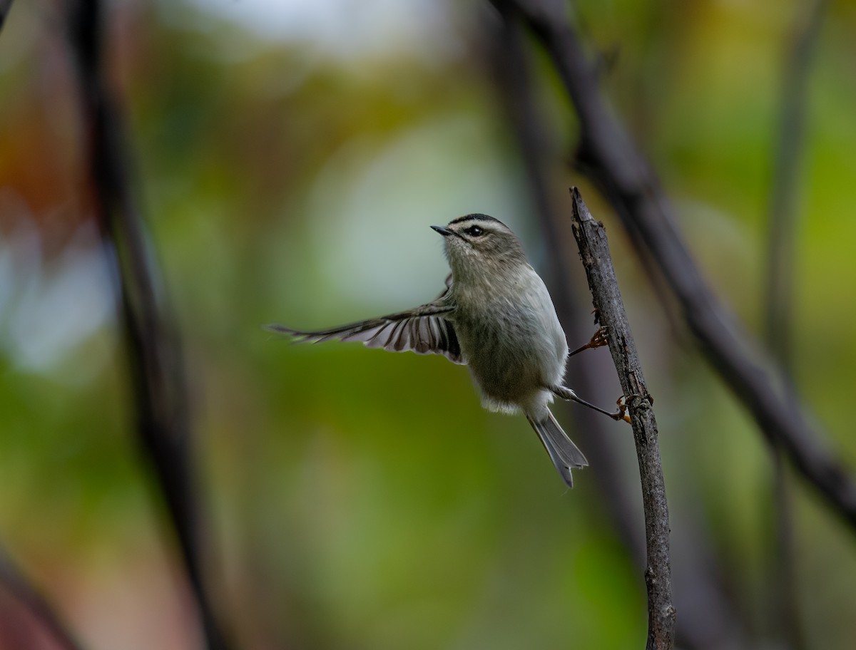 Erregetxo amerikarra - ML646396677