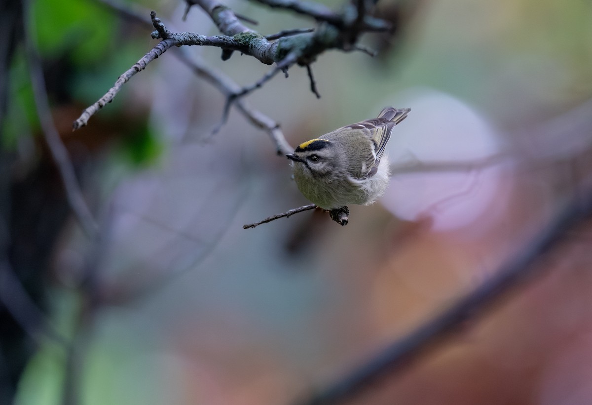 Erregetxo amerikarra - ML646396678