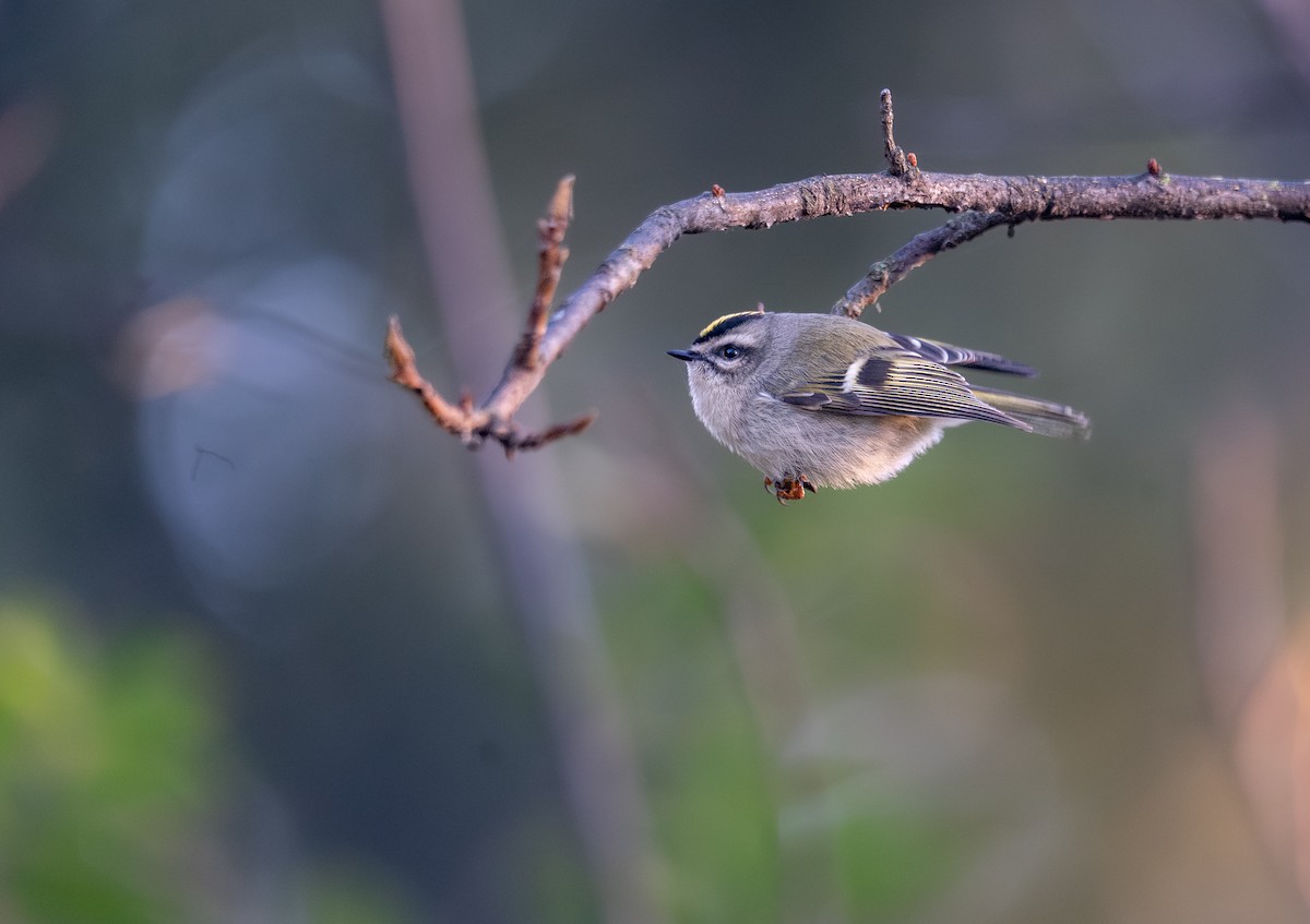Erregetxo amerikarra - ML646396679