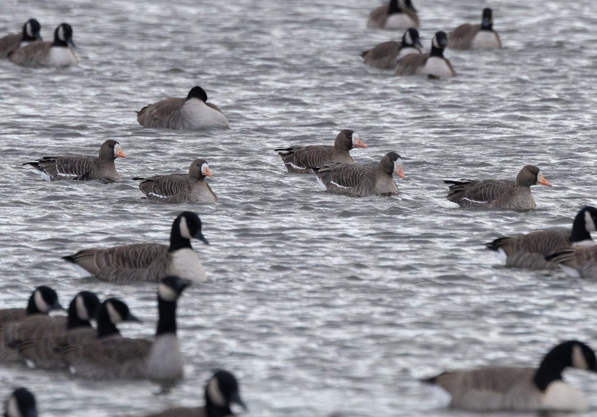 Greater White-fronted Goose - ML646396680