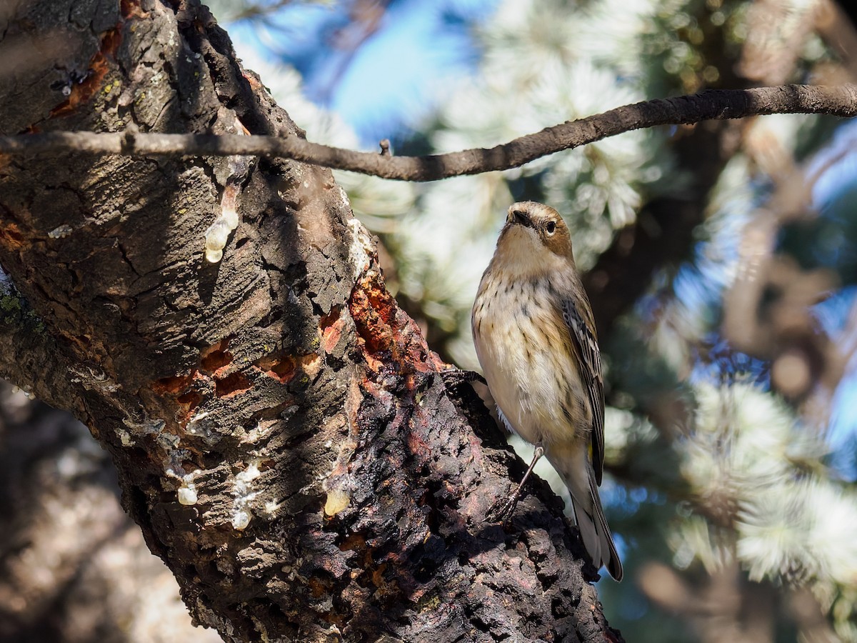 Yellow-rumped Warbler - ML646396681
