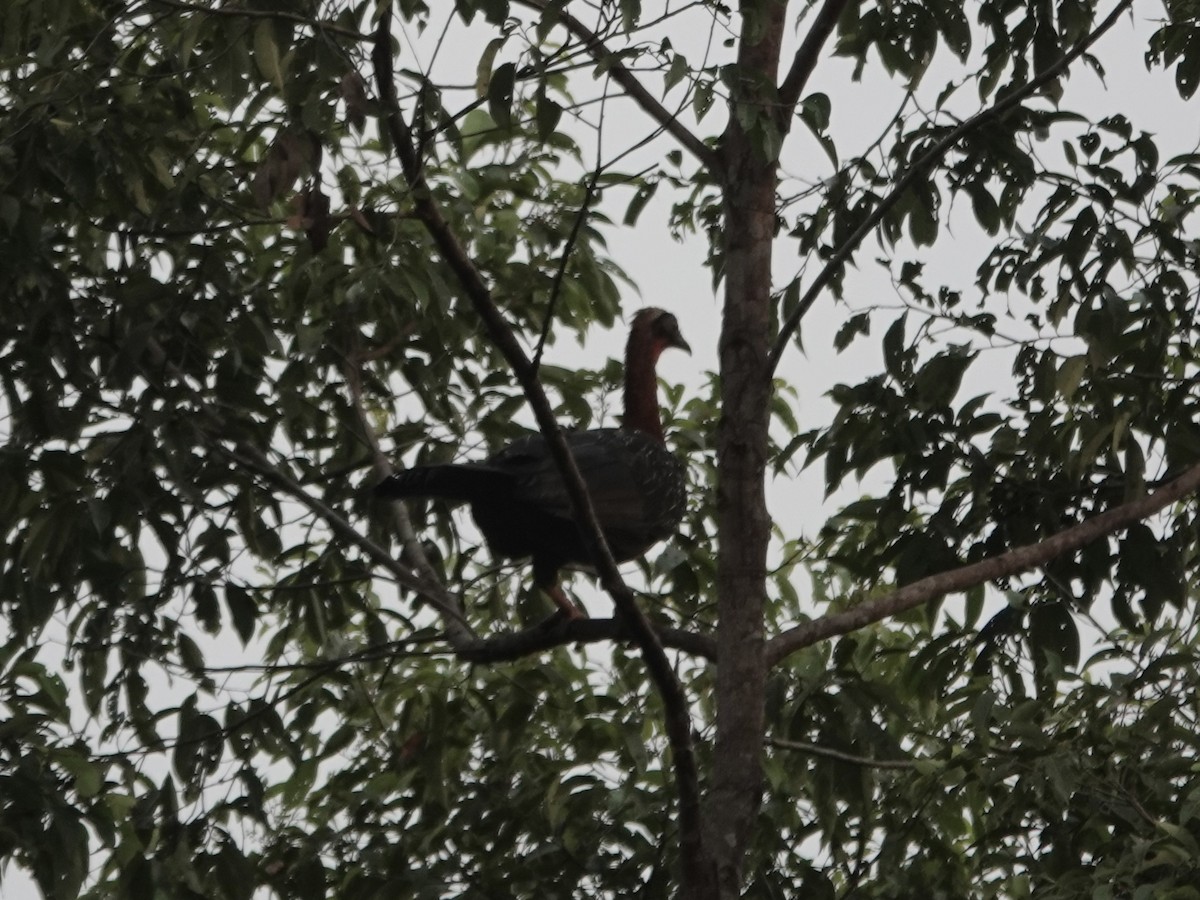 Weißschopfguan - ML646396684