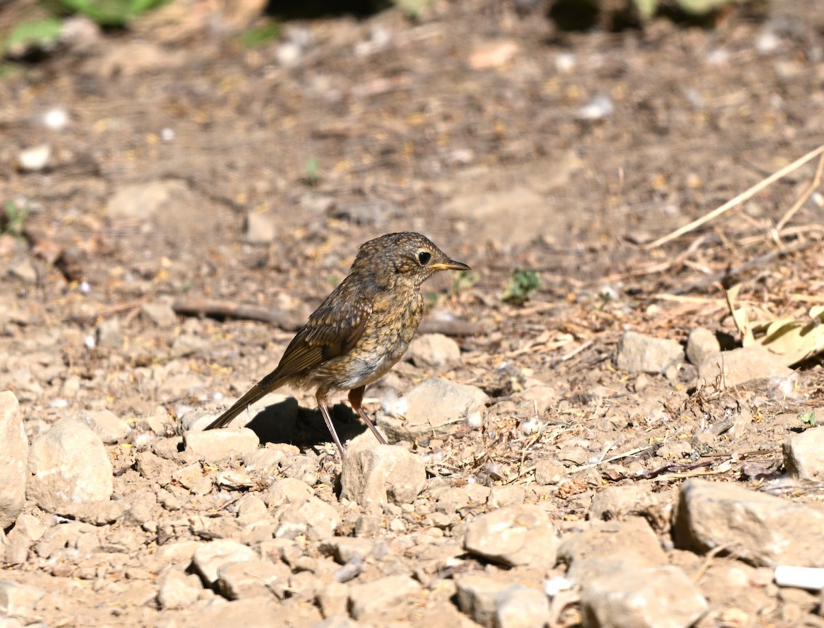 European Robin - ML646396687