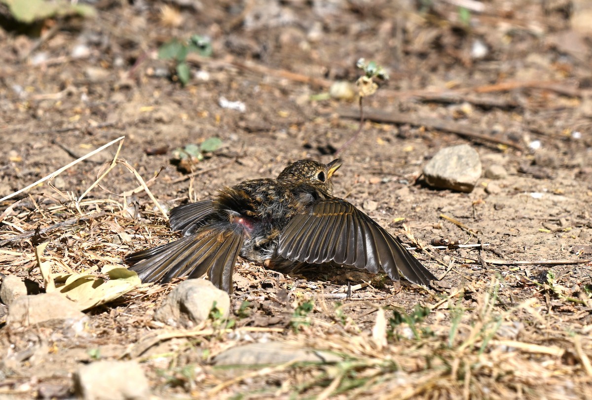 European Robin - ML646396688