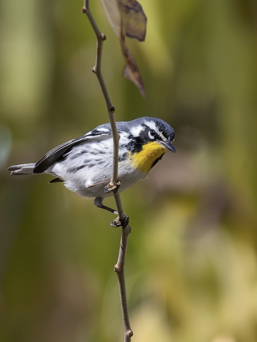 Goldkehl-Waldsänger - ML646396689