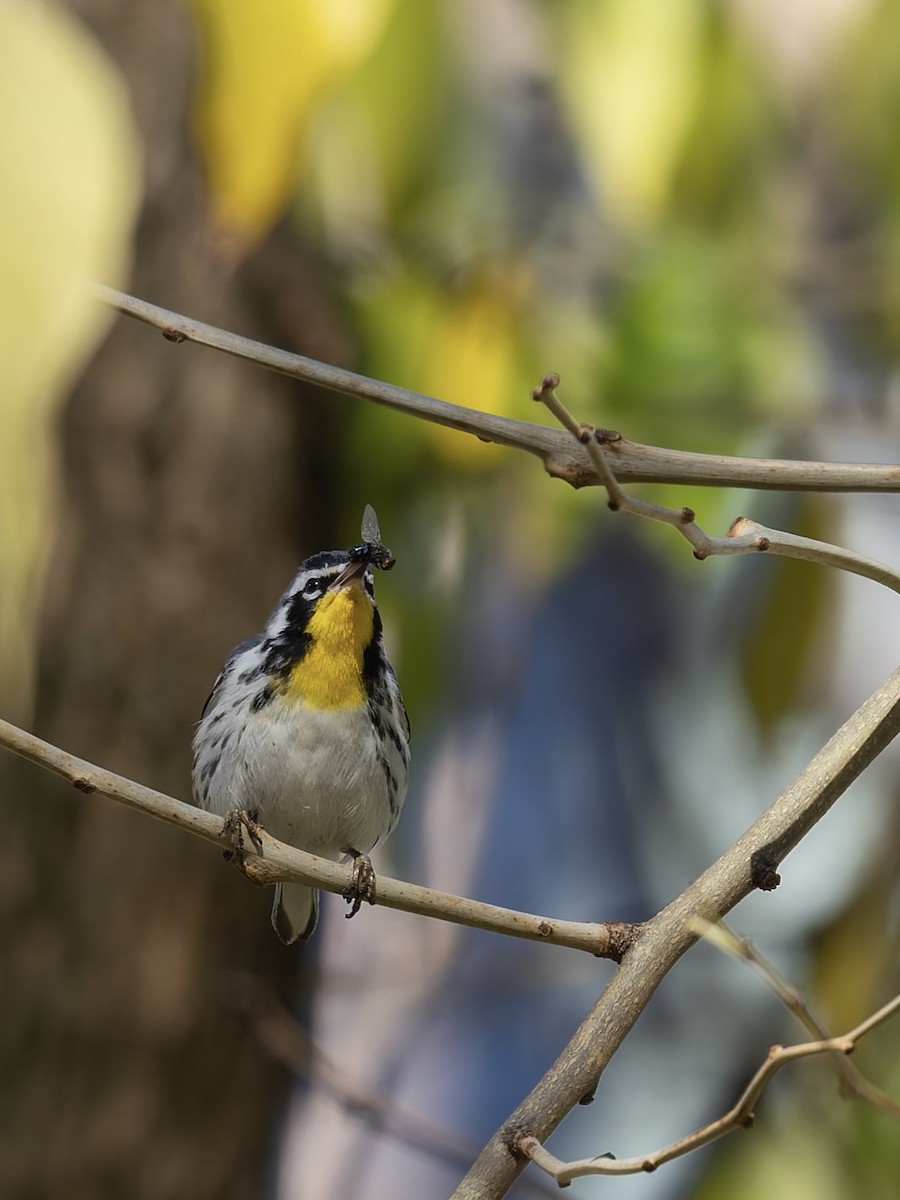 Goldkehl-Waldsänger - ML646396690