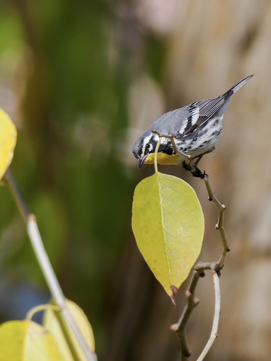 Goldkehl-Waldsänger - ML646396691