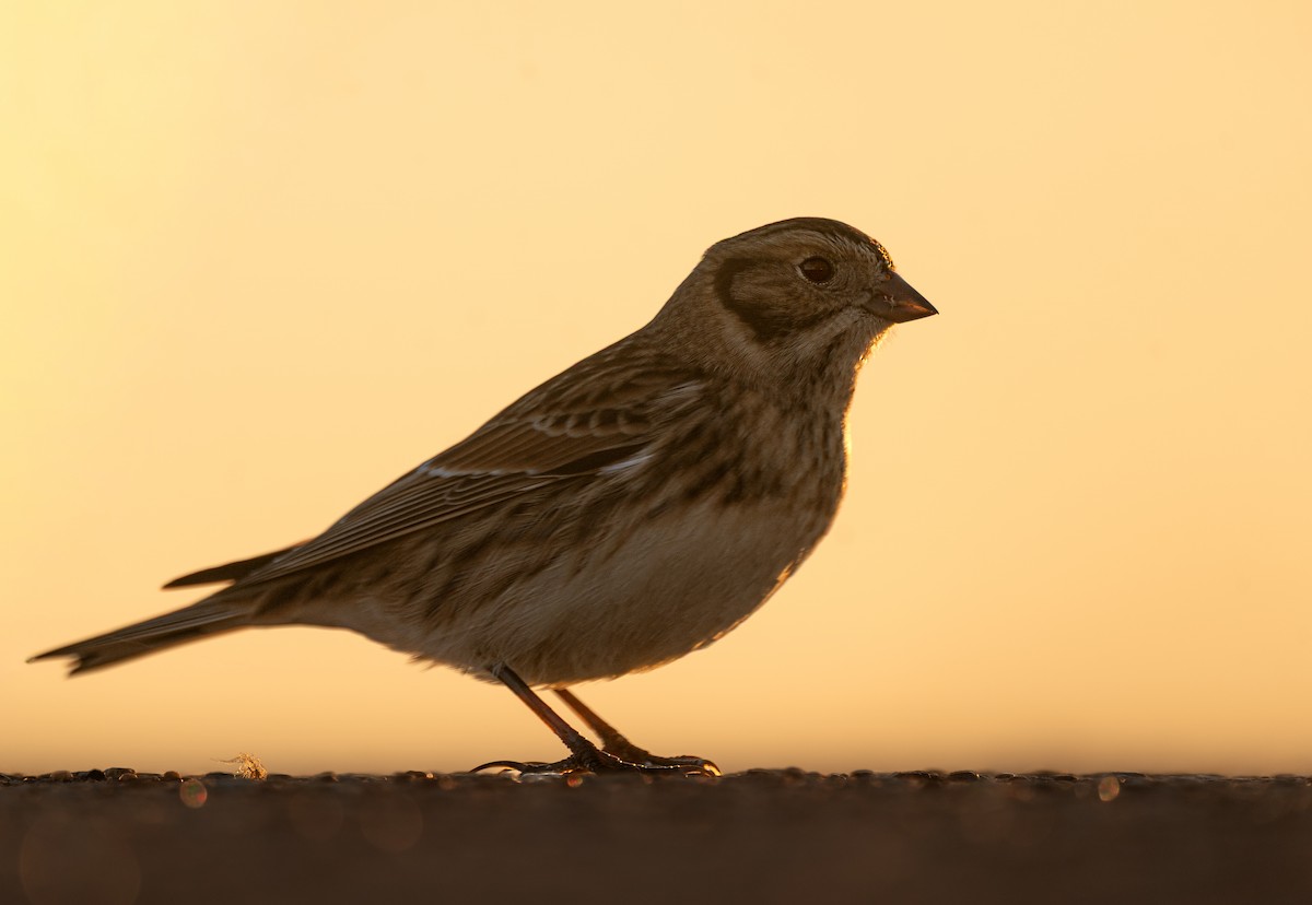 Подорожник лапландський - ML646396695