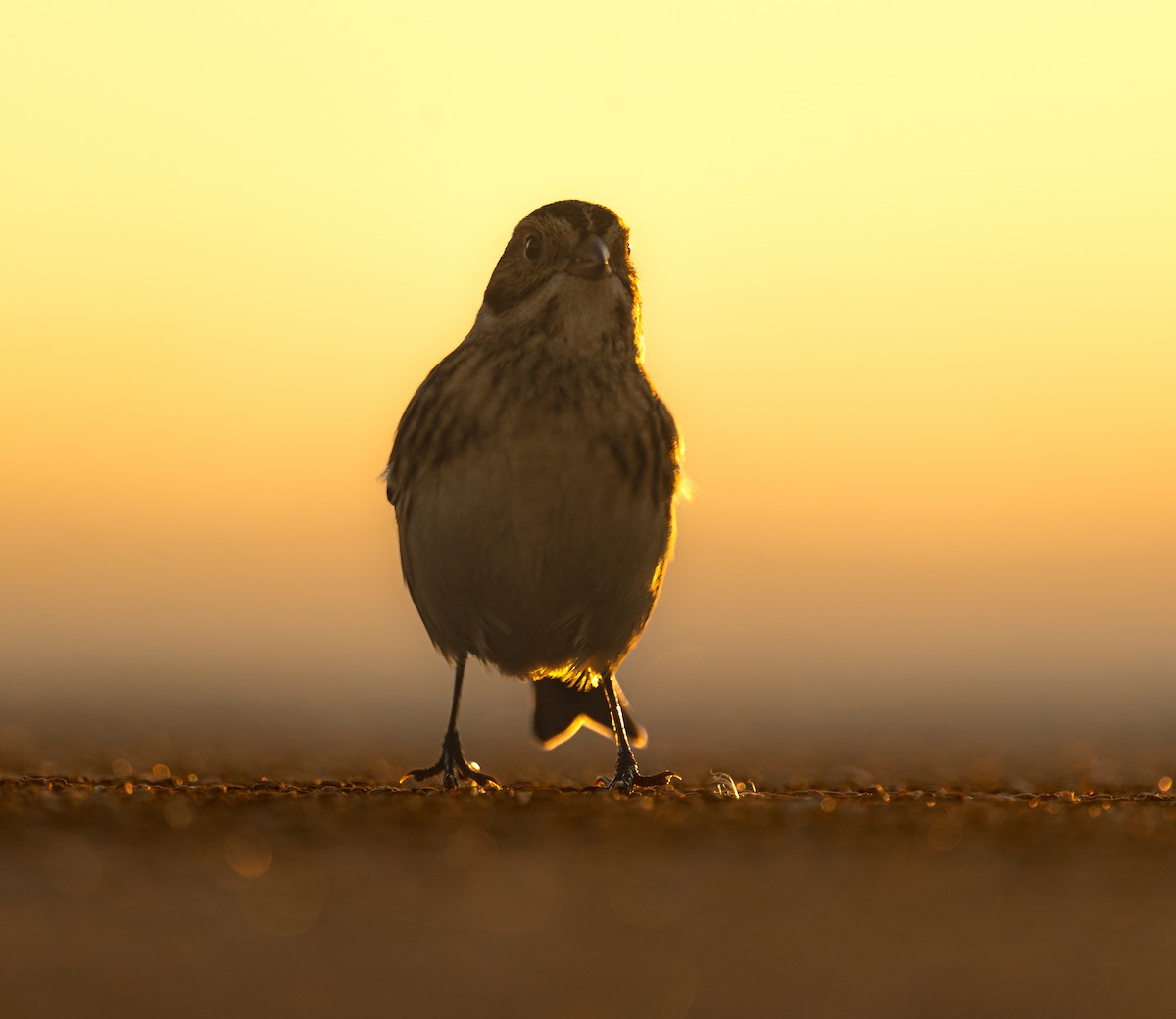 Подорожник лапландський - ML646396697