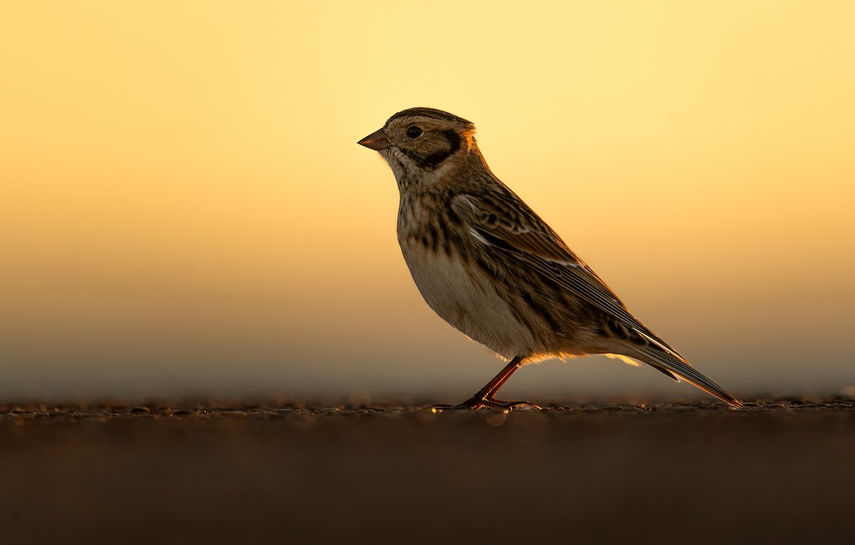 Подорожник лапландський - ML646396698