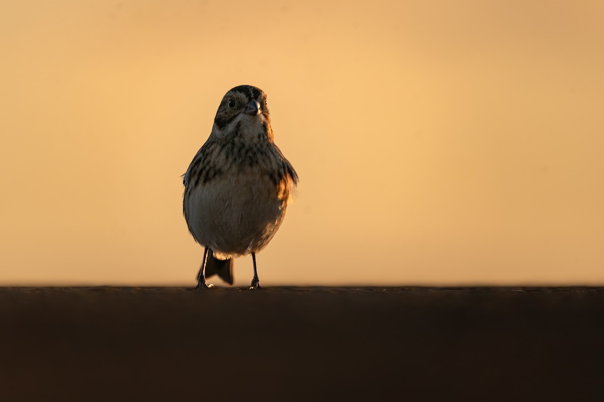 Подорожник лапландський - ML646396699