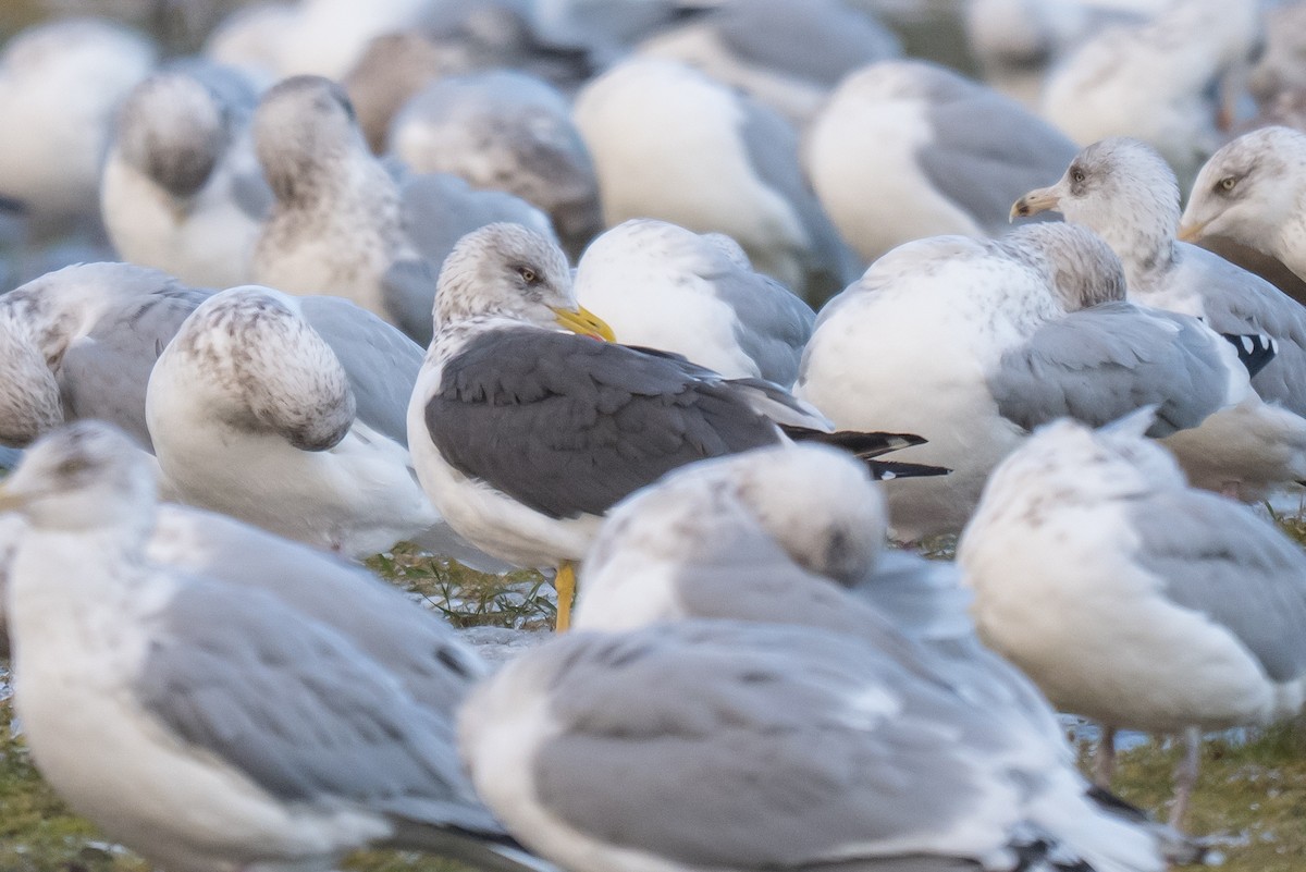 Goéland brun - ML646396703