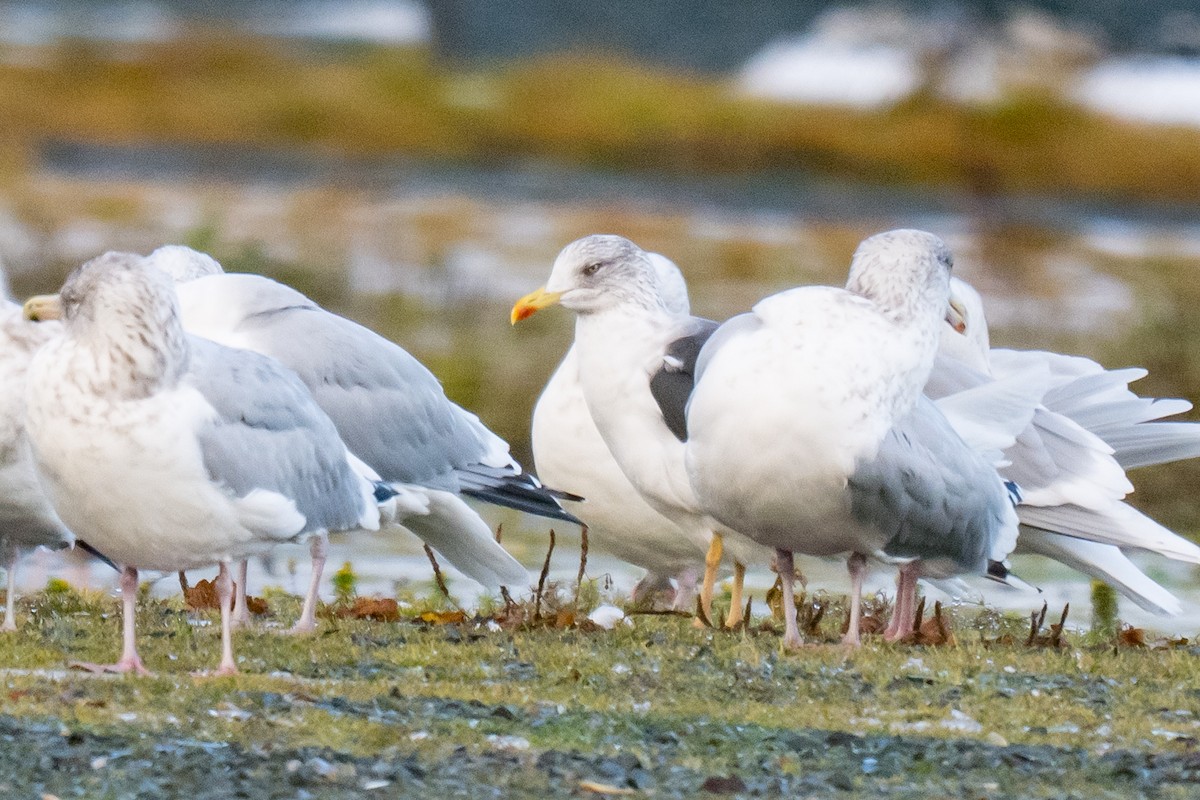 Goéland brun - ML646396704