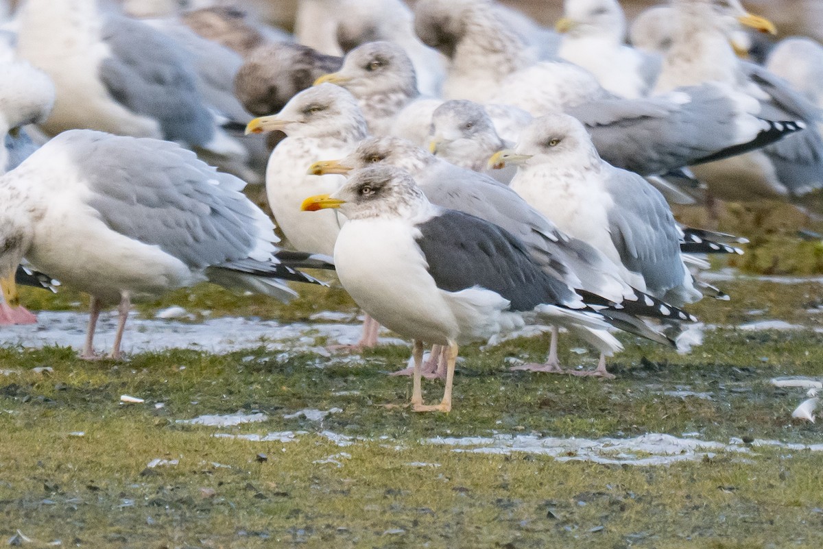 Goéland brun - ML646396705