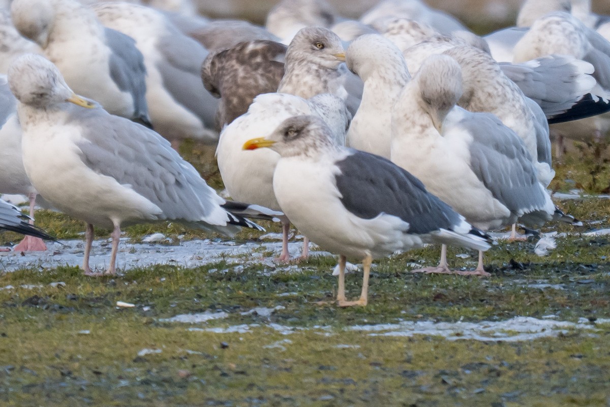 Goéland brun - ML646396706