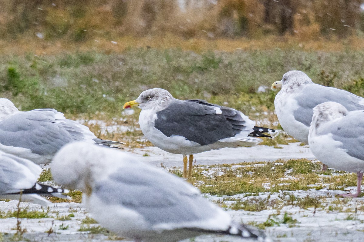 Goéland brun - ML646396707