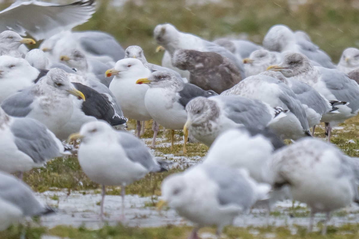 Goéland brun - ML646396708