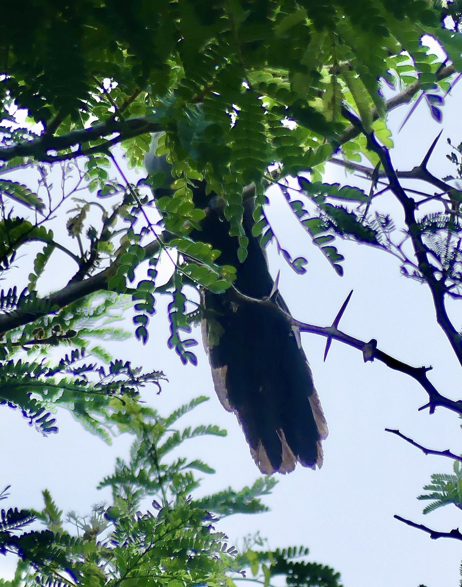 Green Malkoha - ML646396711