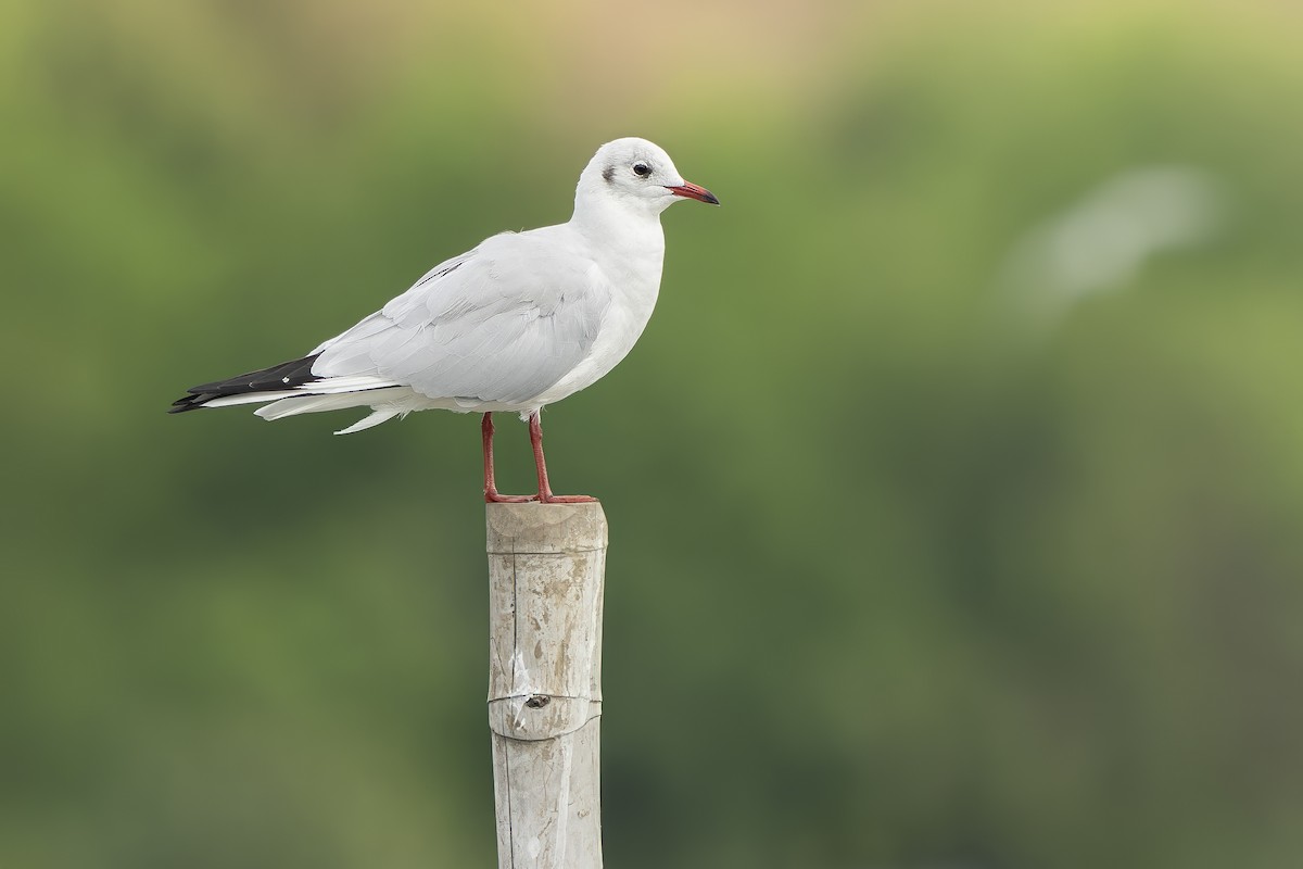 Black-headed Gull - ML646396713