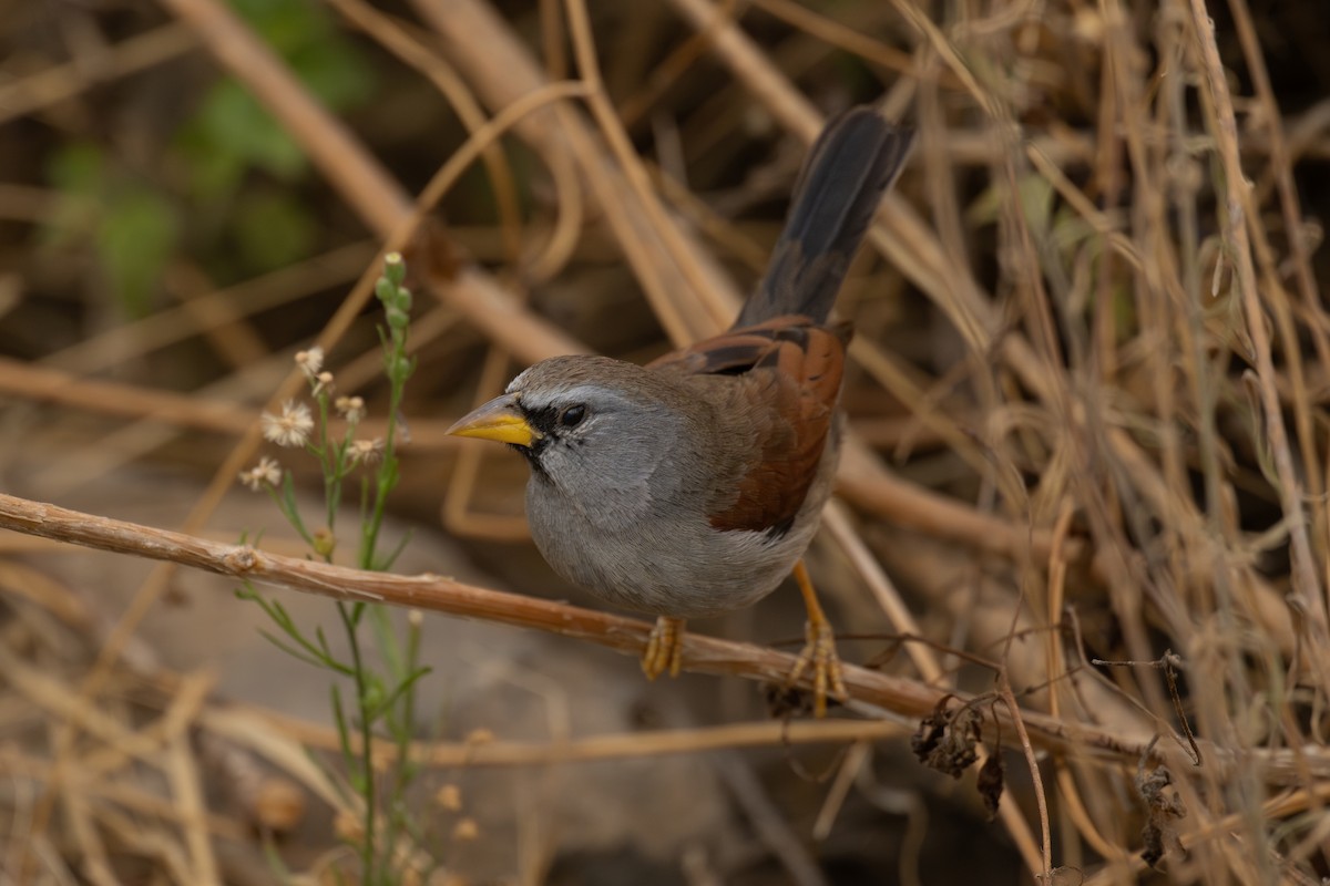 Great Inca-Finch - ML646396715