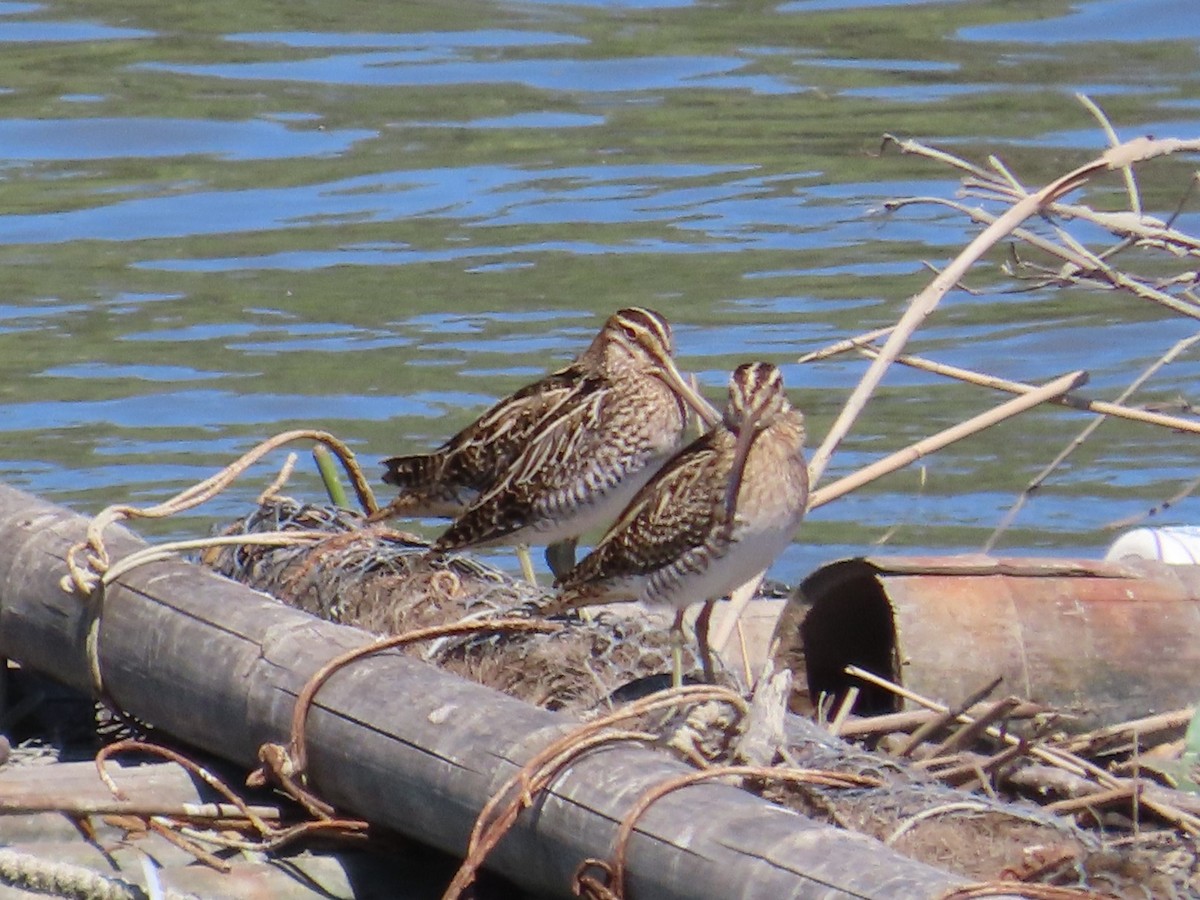 Common Snipe - ML646396716