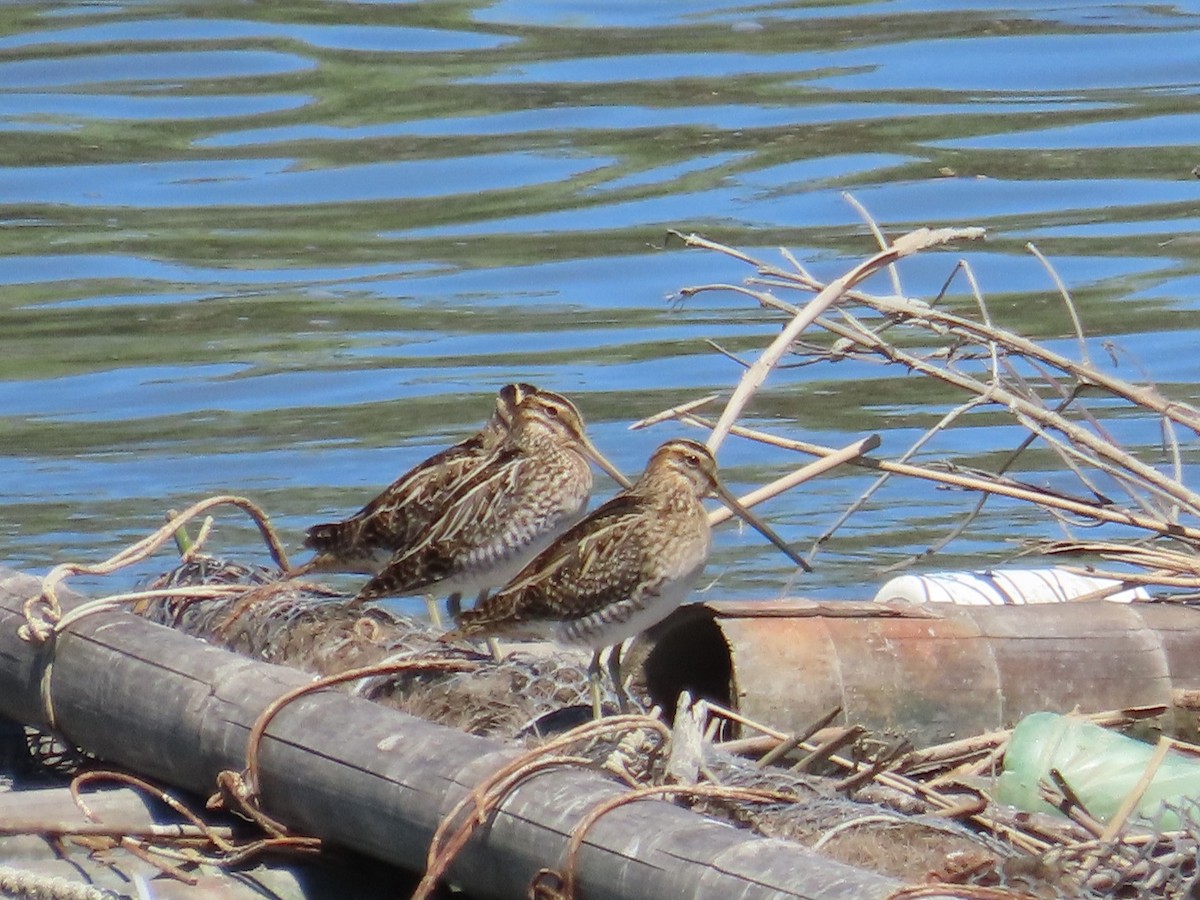 Common Snipe - ML646396717