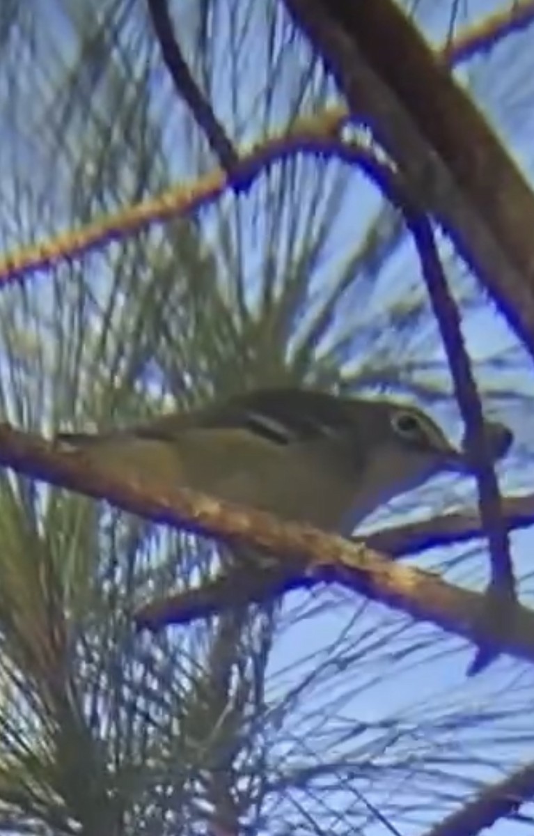 フタスジモズモドキ - ML646396718