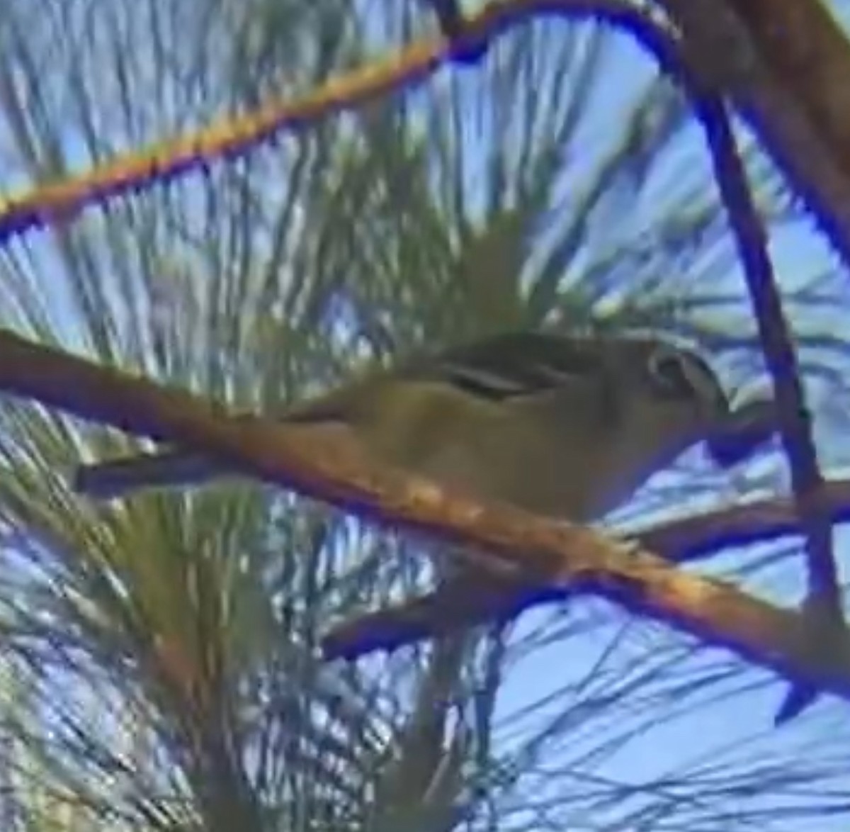 フタスジモズモドキ - ML646396721