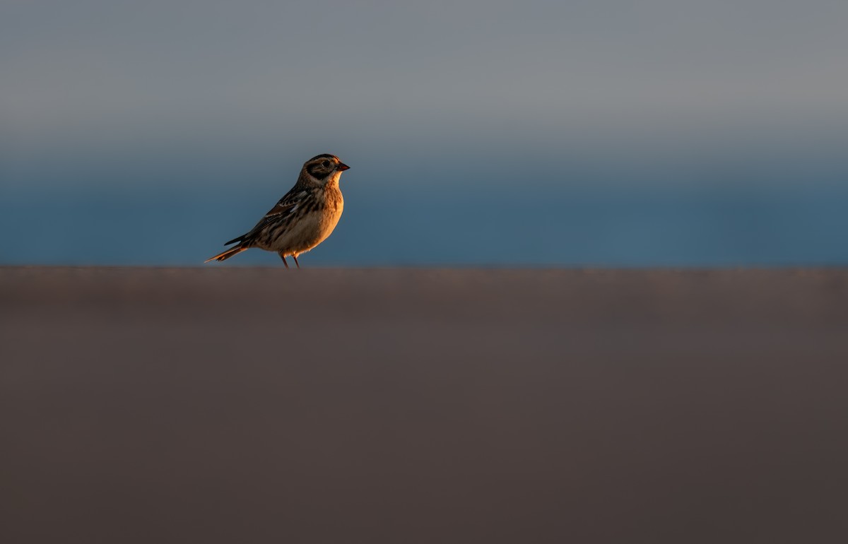 Подорожник лапландський - ML646396741