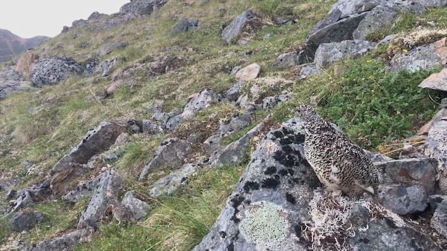 White-tailed Ptarmigan - ML646396751