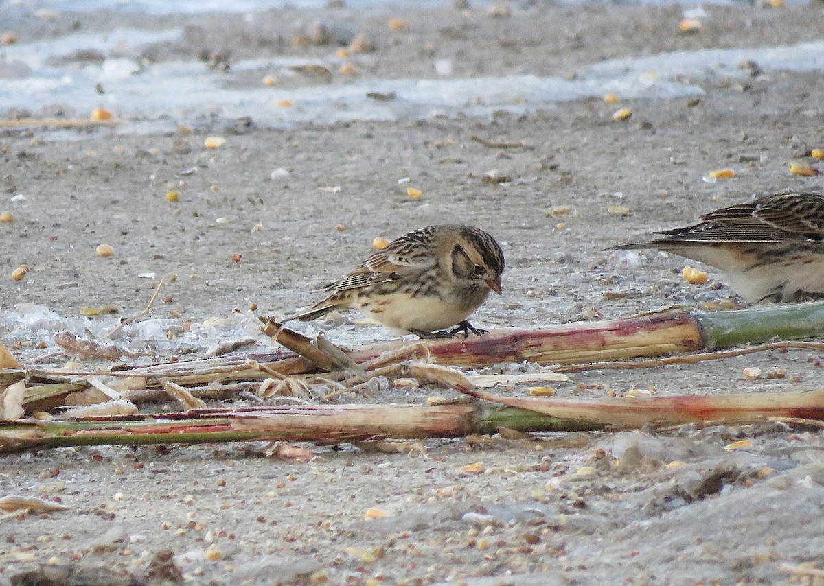 Подорожник лапландський - ML646396755