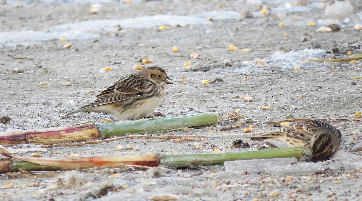 Подорожник лапландський - ML646396756