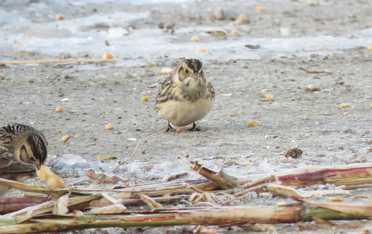 Подорожник лапландський - ML646396757