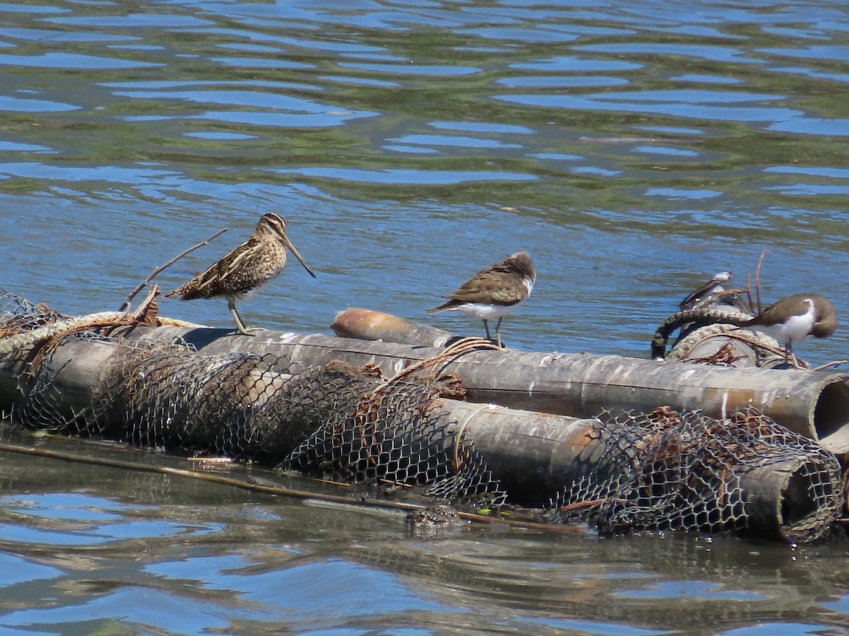 Common Snipe - ML646396758