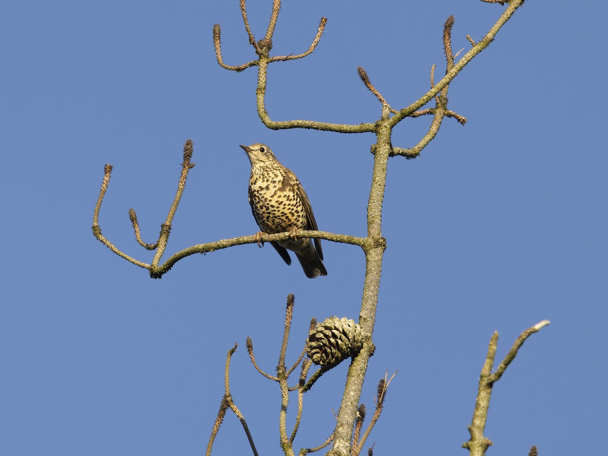 drozd brávník - ML646396759