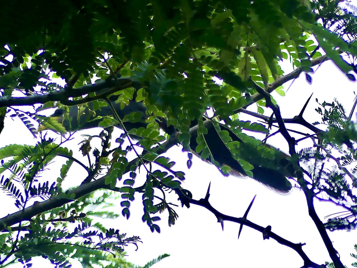 Green Malkoha - ML646396763