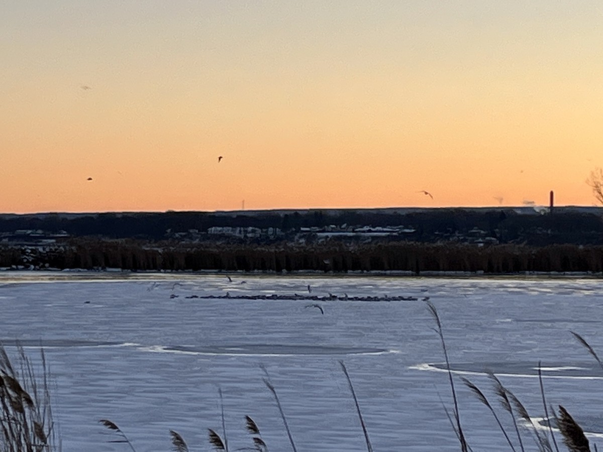 Мартин делаверський - ML646396764