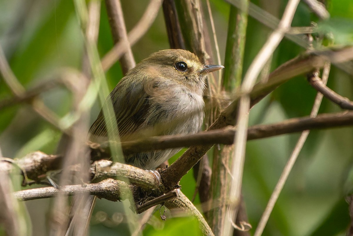 Todirostre à poitrine ombrée - ML646396765