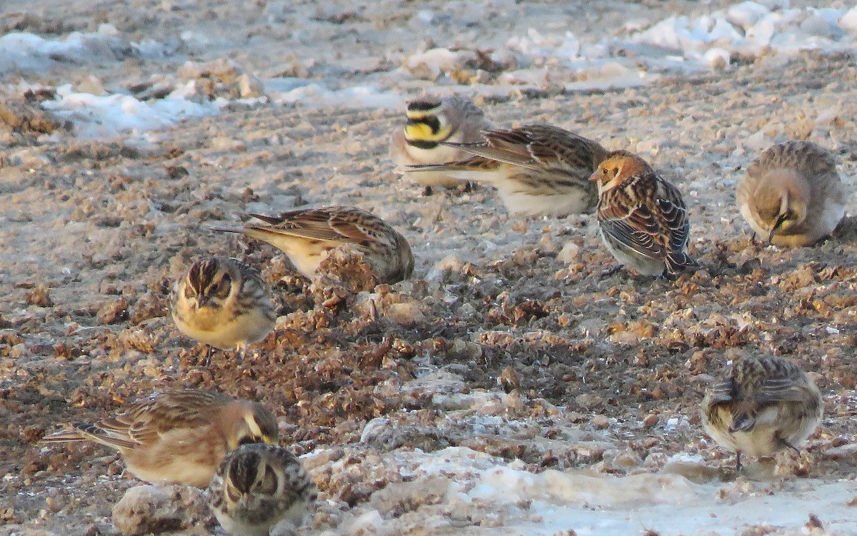 Подорожник лапландський - ML646396767