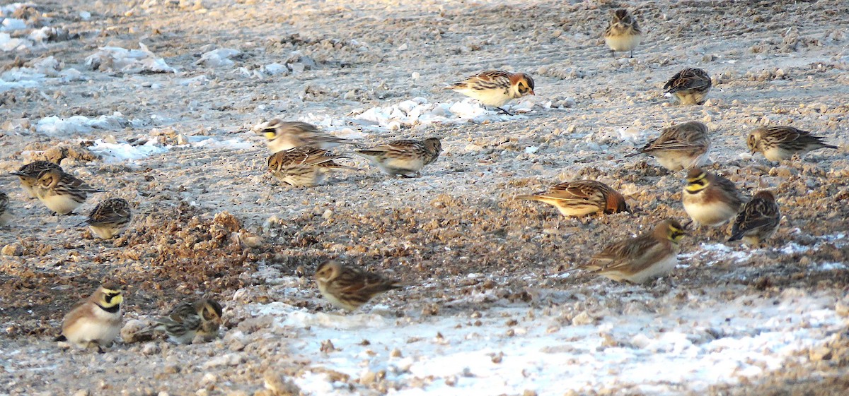 Подорожник лапландський - ML646396768