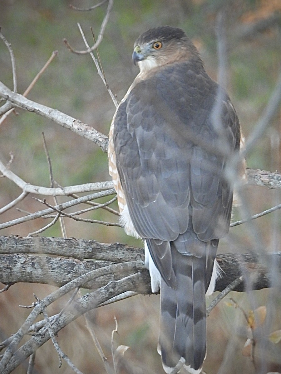 trostehauk - ML646396769