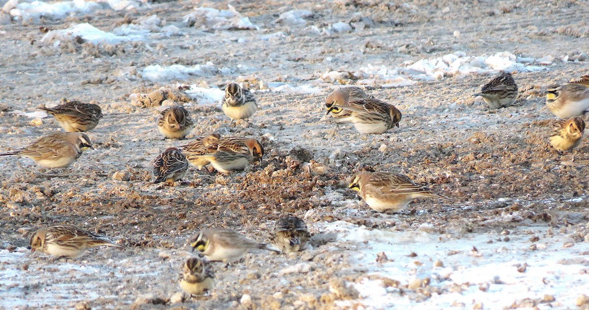 Подорожник лапландський - ML646396778