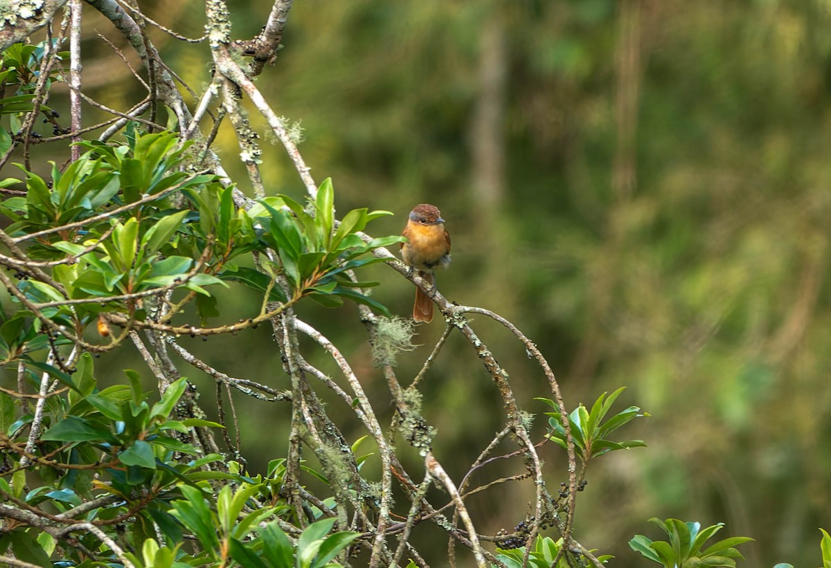 Anambé Castaño - ML646396788