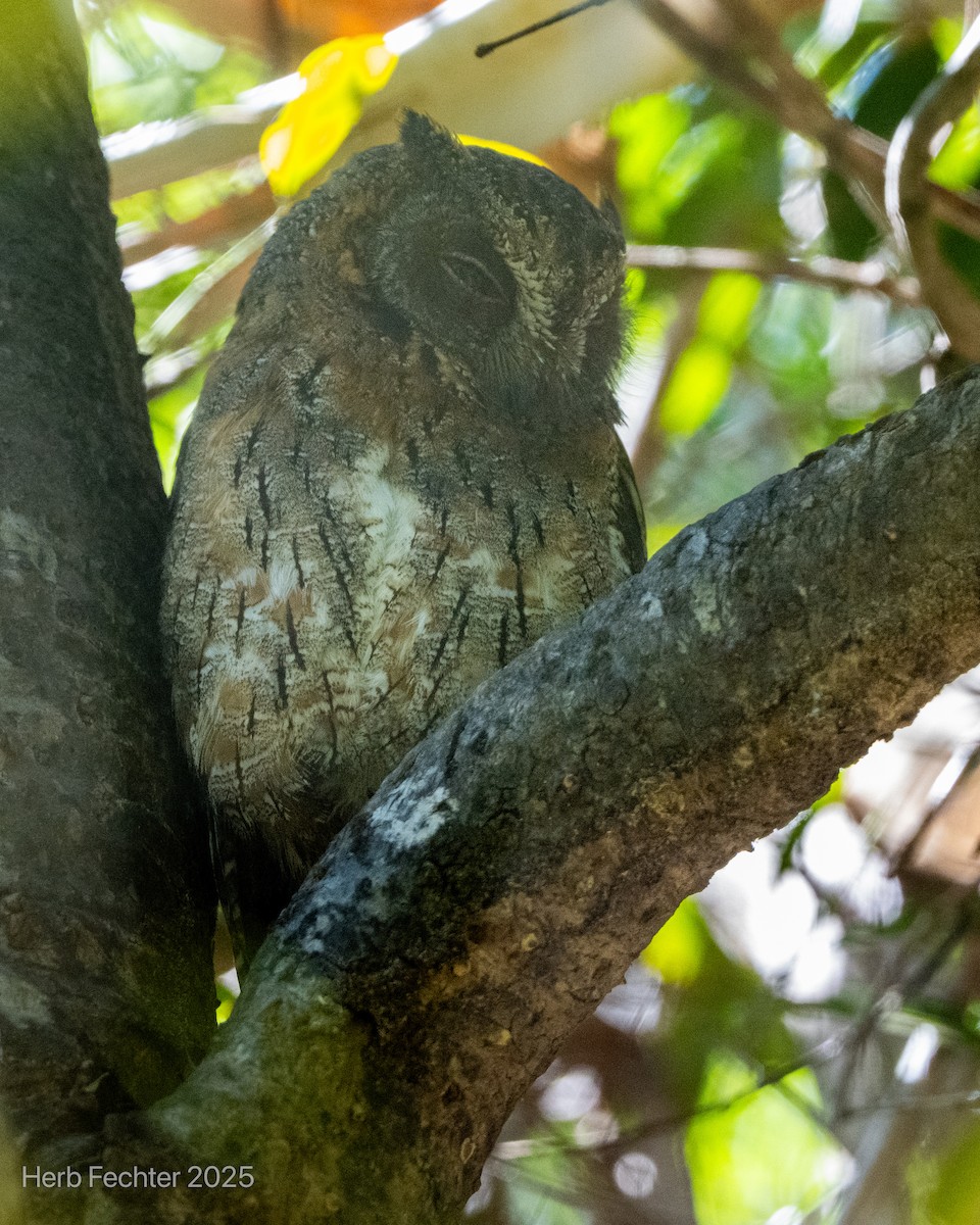 Madagascar Scops-Owl (Torotoroka) - ML646396789