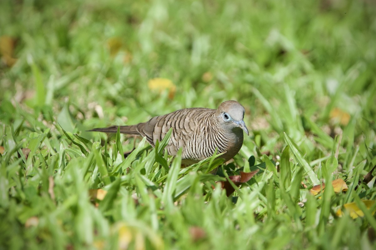 Zebra Dove - ML646396797